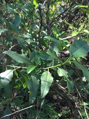 Flourensia thurifera