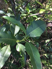 Flourensia thurifera