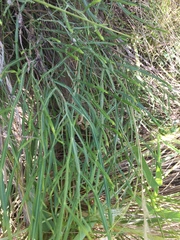 Baccharis articulata