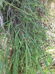 Baccharis articulata