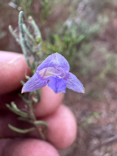 spotted eremophila (Eremophila caerulea)