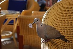 Streptopelia decaocto