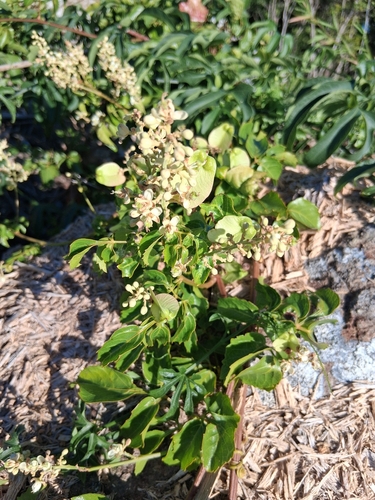 basketwood (Serjania polyphylla)
