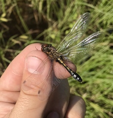 Leucorrhinia caudalis