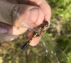 Leucorrhinia caudalis