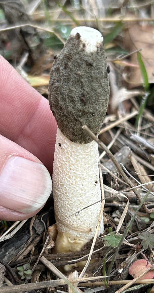 Phallus ravenelii · December 2025 · photo: © northcut1 (iNaturalist, cc-by)