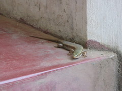 Eutropis lankae