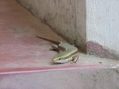 Eutropis lankae