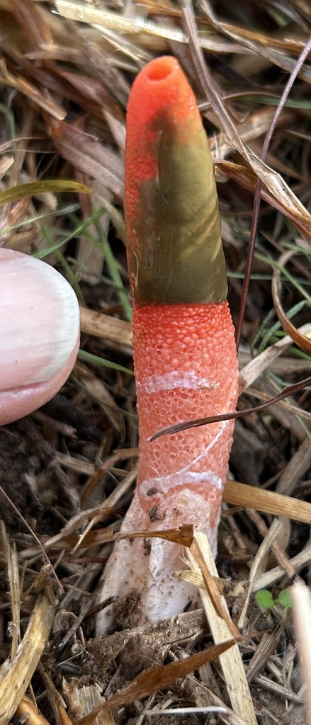 Mutinus elegans · December 2025 · photo: © northcut1 (iNaturalist, cc-by)