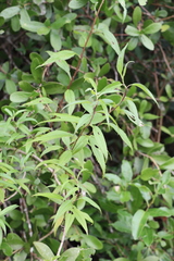 Baccharis oxyodonta