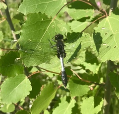 Leucorrhinia caudalis