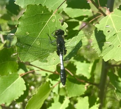 Leucorrhinia caudalis