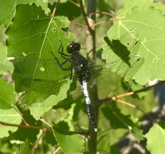 Leucorrhinia caudalis