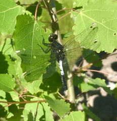 Leucorrhinia caudalis