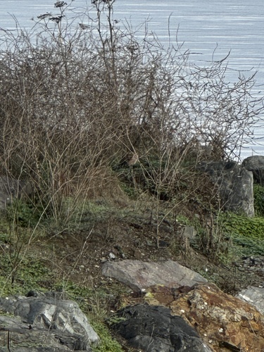 View observation of {o.common_name} on iNaturalist