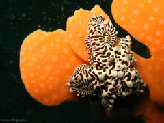 Conocladus australis