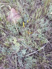 Prosopis strombulifera