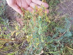 Prosopis strombulifera
