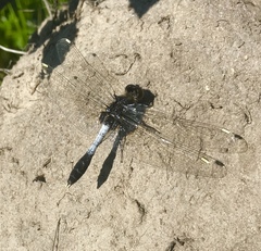 Leucorrhinia caudalis
