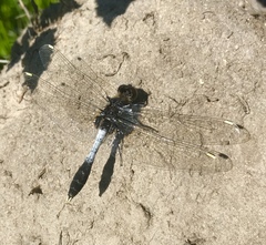 Leucorrhinia caudalis