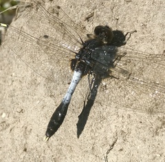 Leucorrhinia caudalis
