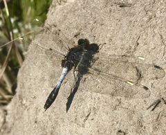 Leucorrhinia caudalis