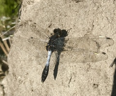 Leucorrhinia caudalis