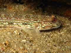 Istigobius hoesei