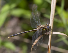Phanogomphus diminutus
