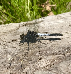 Leucorrhinia caudalis