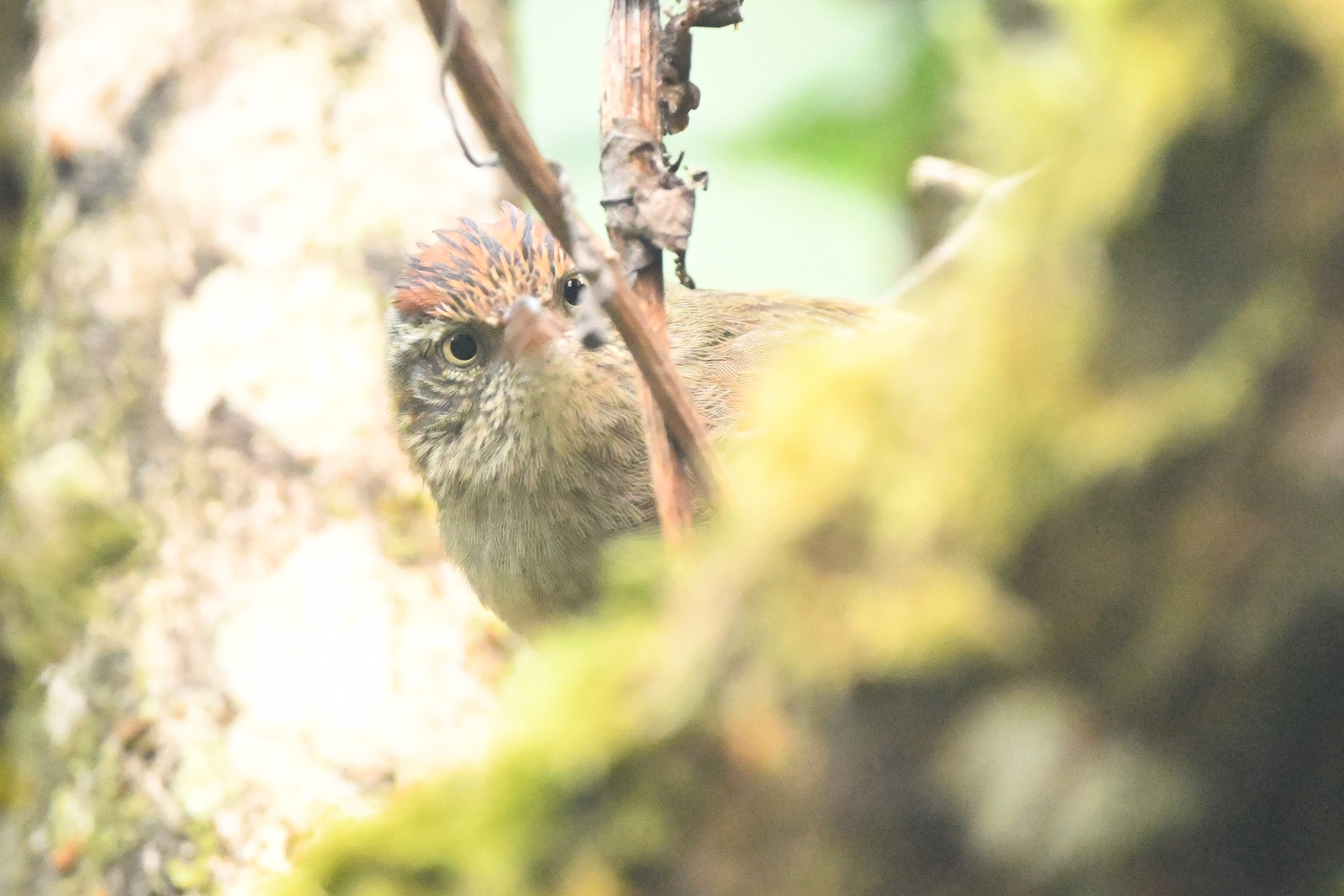 Streak-capped Spinetail (Cranioleuca hellmayri), photo 5