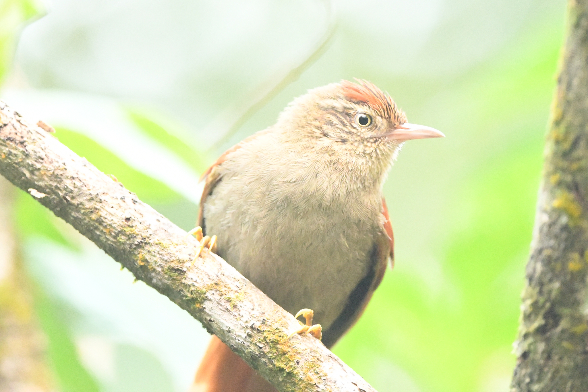 Streak-capped Spinetail (Cranioleuca hellmayri), photo 4