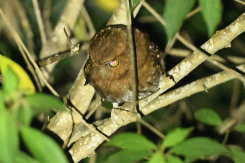 Santa Marta Screech Owl (Megascops gilesi)