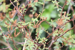 Mimosa ramulosa