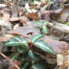 Alysidiopsis pipsissewae