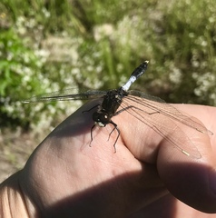 Leucorrhinia caudalis