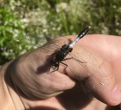 Leucorrhinia caudalis
