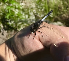 Leucorrhinia caudalis