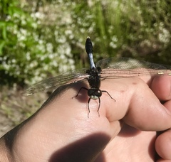 Leucorrhinia caudalis