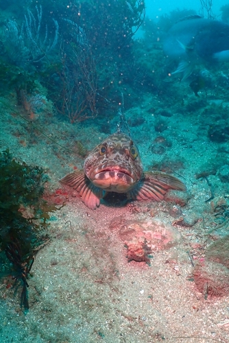 Lingcod