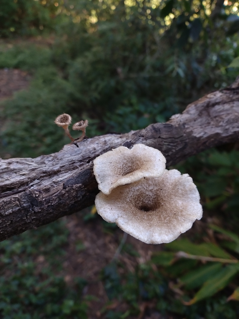 Lentinus crinitus · December 2025 · photo: © lelacappelli (iNaturalist, cc0)