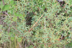 Mimosa ramulosa