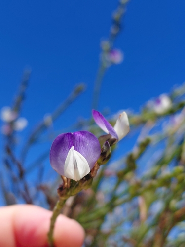 Scaly Fountainbush (Psoralea congesta)