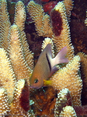 Plectroglyphidodon dickii