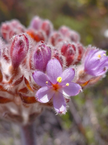 Longmale Redroot (Dilatris corymbosa)