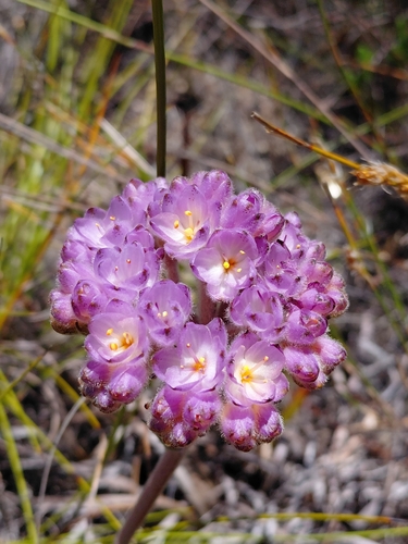 Shortmale Redroot (Dilatris pillansii)