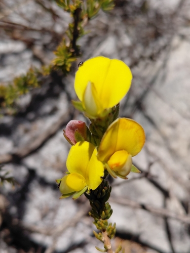 Nagging Capegorse (Aspalathus linguiloba)