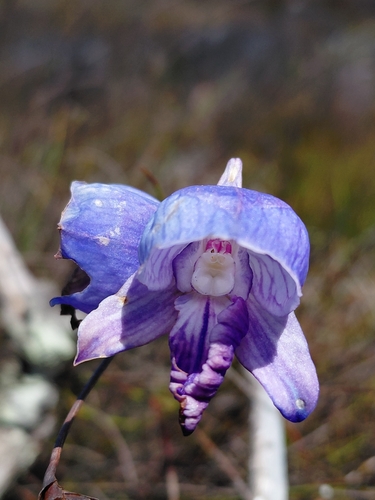Early Blue Disa (Disa purpurascens)