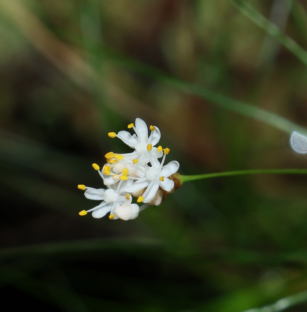 Alania cunninghamii (Alania cunninghamii)