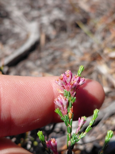 Cud Heath (Erica gnaphaloides)